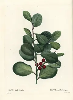 Houx: Madeira holly, Ilex perado