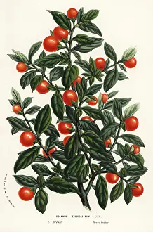 Houtte: Madeira winter cherry, Solanum pseudocapsicum