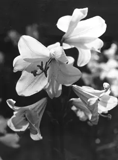 Minoans: MADONNA LILIES