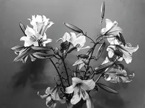 Minoans: MADONNA LILIES