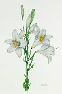 Candidum: Madonna Lily