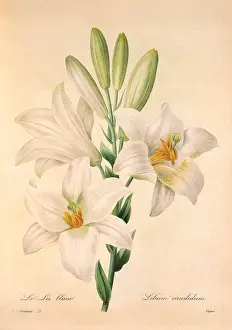 Candidum: Madonna Lily