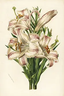 Candidum: Madonna lily, Lilium candidum