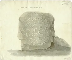 Cowling: Madrepore from the white chalk, Hunstanton Cliff