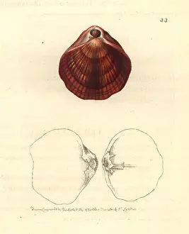Elford: Magasella evansii