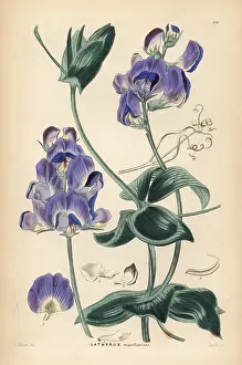 Everlasting: Magellan everlasting pea or Lord Anson's pea