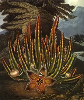 Spiny: The Maggot-Bearing Stapelia