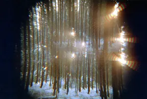 Magical: Magical Forest photo art work, 1993