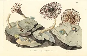 Duster: Magnificent feather duster worm, Sabellastarte magnifica