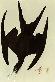Nearly: Magnificent Frigatebird