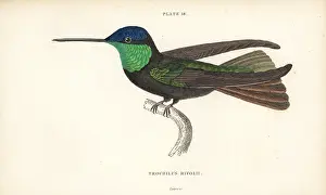 Trochilus: Magnificent hummingbird, Eugenes fulgens