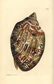 Volute: Magnificent volute, Cymbiola magnifica