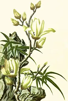 Magnolia: A Magnolia