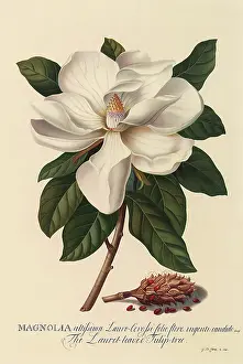Magnolia: Magnolia