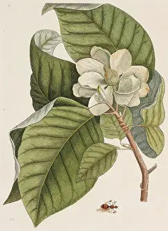 Magnolia: Magnolia acuminata, cucumber tree