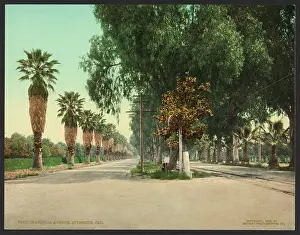 Magnolia: Magnolia Avenue, Riverside, Cal