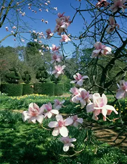 Magnolia: Magnolia Blossom and Topiary