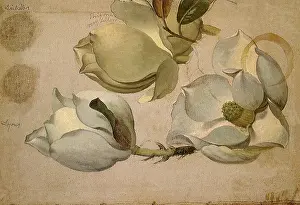 Magnolia: Magnolia Blossoms