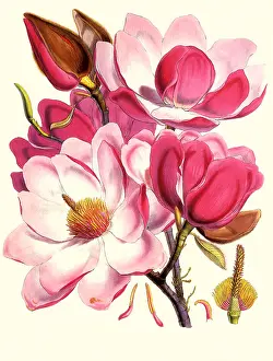 Magnolia: Magnolia campbellii