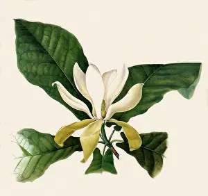 Magnolia: Magnolia Flower, Leaves