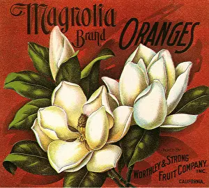 Magnolia: Magnolia Fruit Label