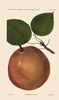 Magnolia: Magnolia Peach