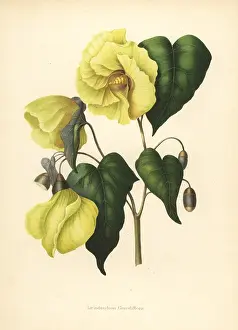 Flawer: Magnolia pterocarpa extinct