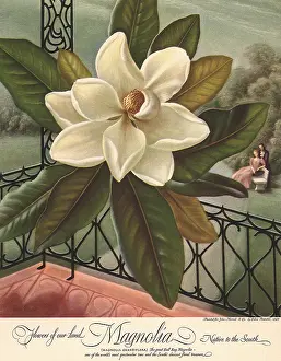 Magnolia: Magnolia on the Railing