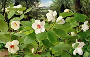 Magnolia: Magnolia Sieboldii ' Garden Form