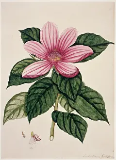 Fleming: Magnolia sp. magnolia