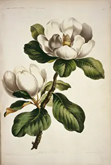 Magnolia: Magnolia sp. magnolia