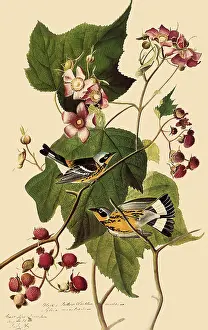 Magnolia: Magnolia Warblers