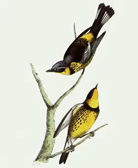 Magnolia: Magnolia Warblers, Dendroica magnolia