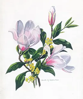Magnolia: Magnolia and yellow shrub