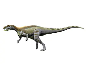 Tetanurae: Magnosaurus nethercombensis, Middle Jurassic of England