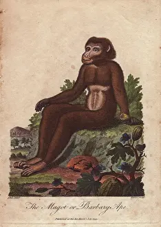 Siblys: Magot or Barbary ape, Macaca sylvanus
