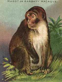 Apes: Magot or Barbary Macaque