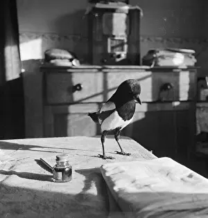 Magpies: Magpie