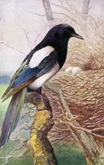 The J Salmon Image Archive (grenville): Magpie