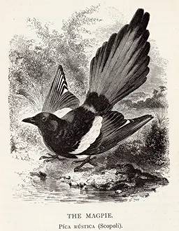 Magpie: MAGPIE
