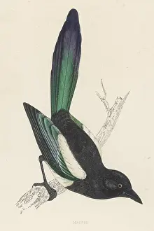 Magpie: MAGPIE