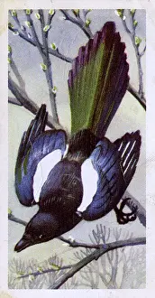 Magpie: Magpie