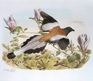 Magpie: Magpie