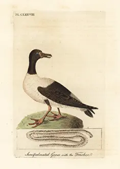 Semipalmated: Magpie goose, Anseranas semipalmata
