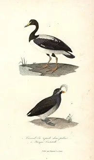 Complements: Magpie goose and crested auklet