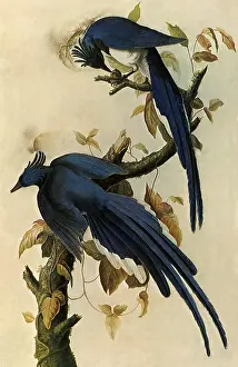 Jays: Magpie Jays