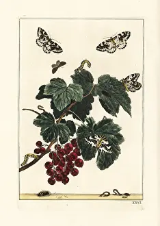 Metamorphoses: Magpie moth, Abraxas grossulariata, on a redcurrant branch
