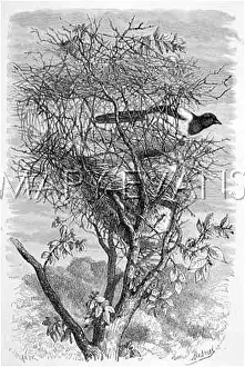 Pica: MAGPIE & NEST
