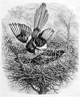 Pica: MAGPIE AND NEST