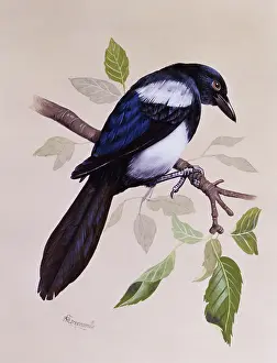 Pica: Magpie (Pica pica)